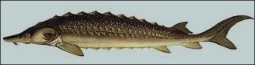 In rth America Shovelnose sturgeon are in the Mississippi River basin from west Pennsylvania to Montana and south to Louisiana; Mobile Bay drainage, Alabama and Mississippi; upper Rio Grande, New