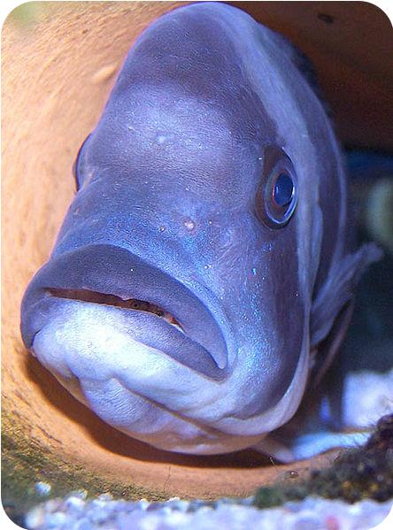 Mouth Brooding: Some species of fish carry their fertilized eggs in their mouth until they hatch. This is called mouth brooding.
