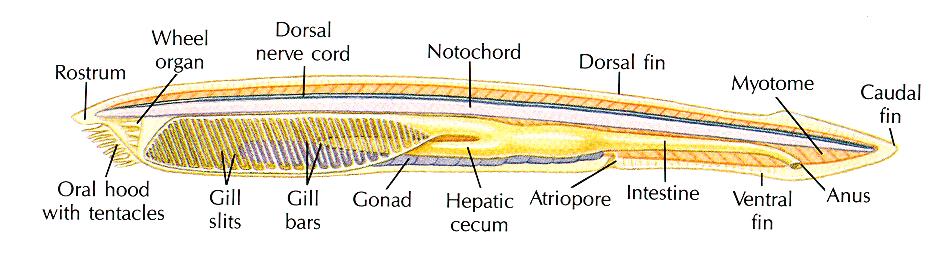 nervous system Sessile Anteriorly extended notochord Oral cirri (tentacles) Burrowing Distinct head & brain (cephalization)
