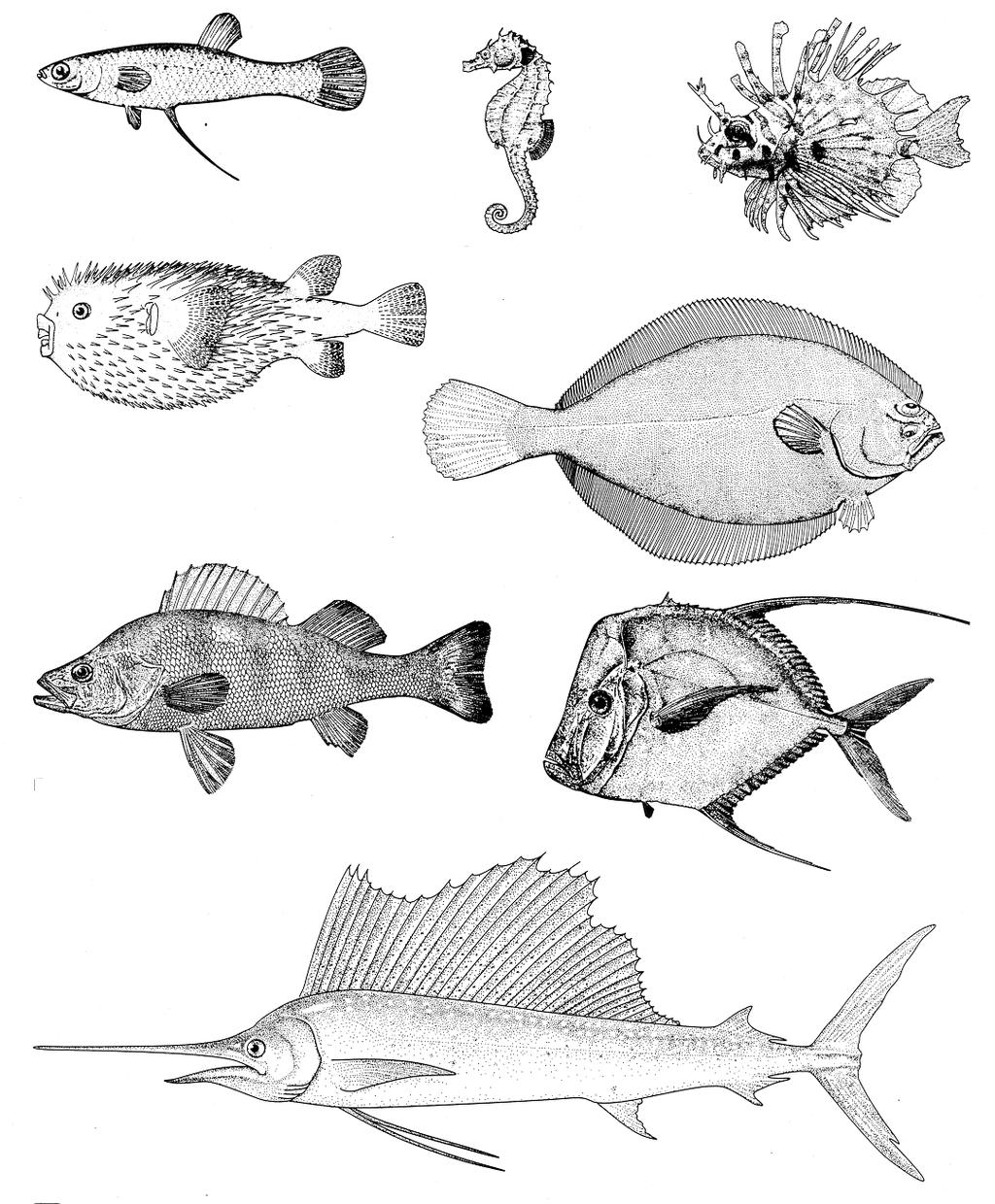 Basal vertebrate heart (fish) is/was composed primarily of spongy myocardium.