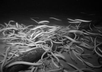Hagfish Slime Hagfish or slime eels are a species that feed mostly on dead or dying fish/whales on the bottom