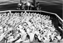 slow, overfishing has become a