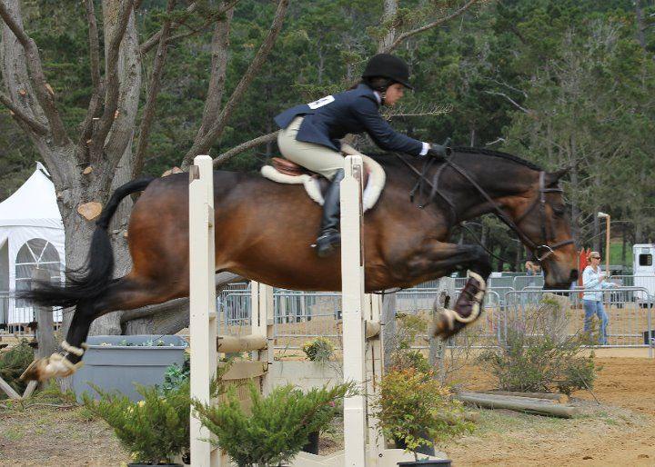 There are three divisions to hunter/jumper shows, including hunters, jumpers, and equitation.