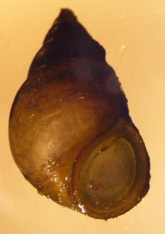 Adult faucet snails grow to ~1/2 inch in length but are generally smaller.