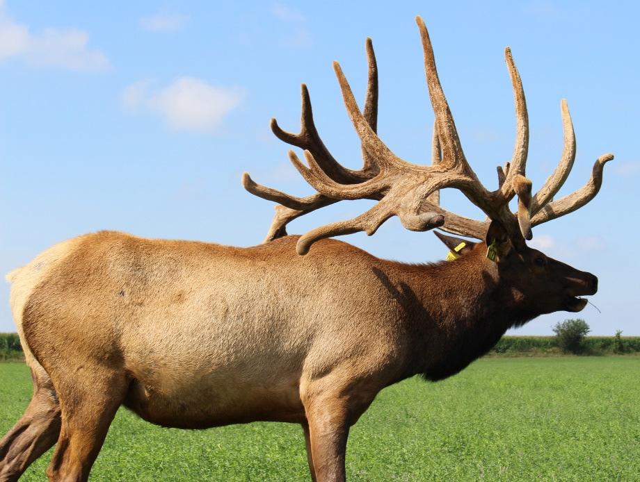 Lot M 2 Straws: Chernobull Consignor: Mohlman Elk Farm PAGE 6 Eric & Kim Mohlman Ayr, NE 402-469-1831 Sire: EUN Tequila Dam: JKP 126 (SHR King 26) This 5 year old Tequila son scores 609 with a spread
