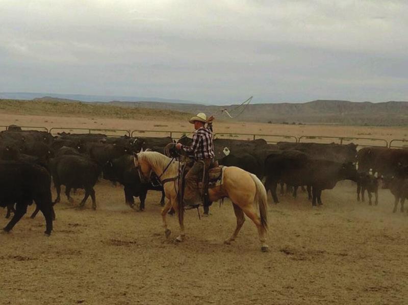 8 Beer Money 08 Grade Palamino Gelding Stacy Newby, Worland, WY Beer Money is a 9 year old stout gelding. He has been on the Sunlight Ranch for the last year.