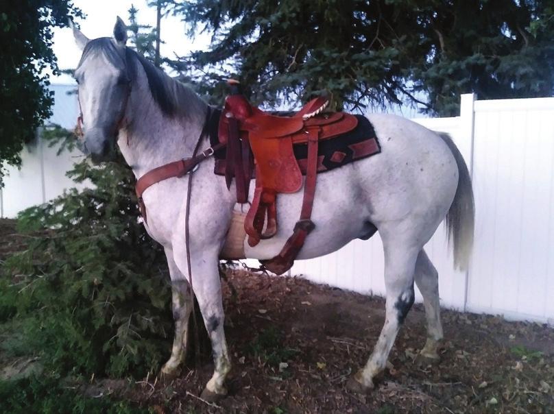 10 Rockey 06 Grade Gray Gelding Amanda McMillan, Eaton, CO Super ranch horse. Light in the bridle. Really handy.