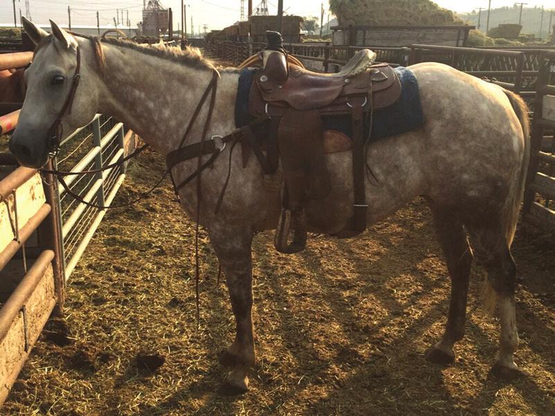13 Rocky 11 Grade Grey Gelding D & C Cattle Company, Laurel, MT We have used him in all aspects on the ranch from doctoring calves to dragging calves to the fire.
