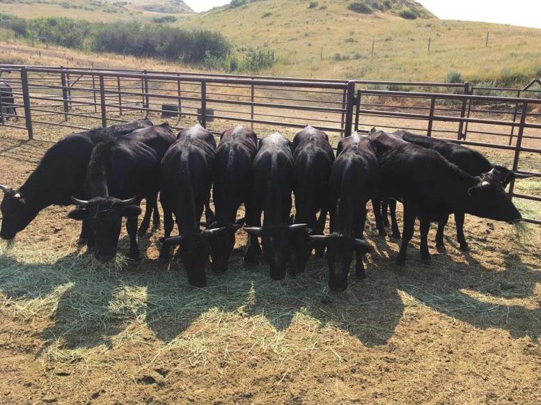 21 Corriente Cattle 7 Heifers, 3 Steers Dale Cahoy, Sheridan,