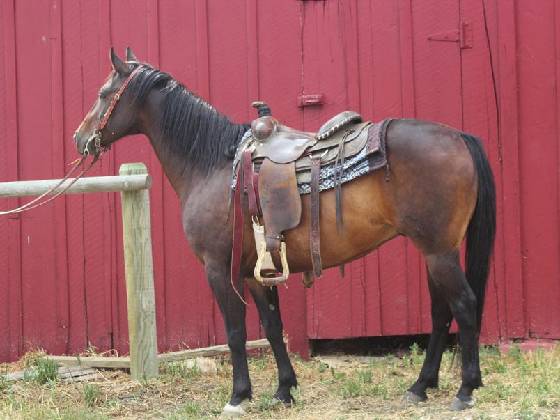 1 Shorty 10 Grade Brown Gelding Brad Porch Livestock, Story, WY Shorty is a big horse in a little horse s body. Stands 13.