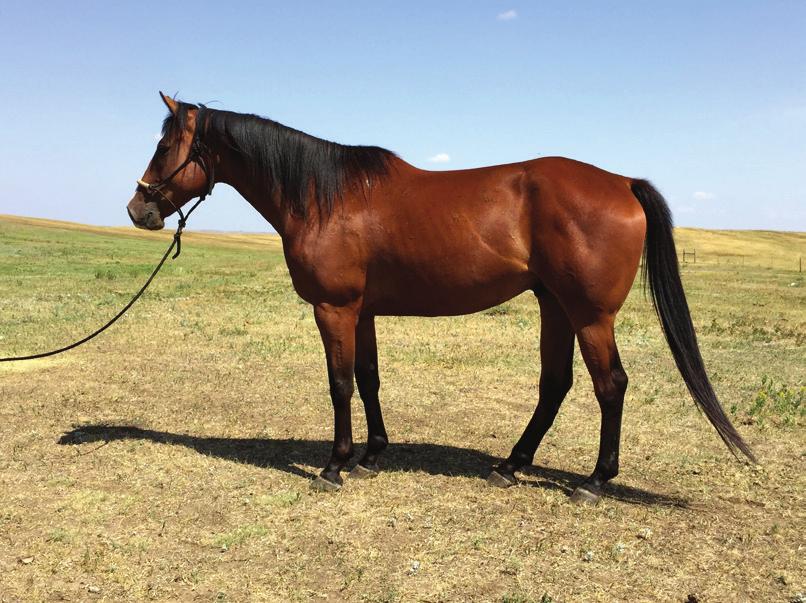 Has been used on the ranch to move and sort pairs and been ridden extensively through the Black Hills. He s loping a nice barrel pattern, been hauled to a few jackpots and isn t bothered by anything.