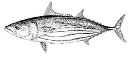 Appendix 1: Important species of tuna in the region and recent assessments Tuna species Skipjack Yellowfin Bigeye Albacore Typical size captured 40 to 70 cm 40 to 70 cm and 90 to 160 cm 40 to 70 cm
