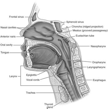 Nasal Cavity Upper Respiratory Tract Anterior nares: Nostrils of the nose Conchae: Ridged projections inside nasal cavity Meatus: Grooved passageways Internal nares: Funnel-shaped orifices leading to