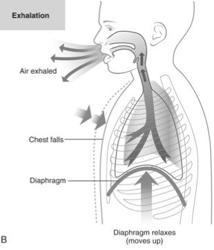 exercise Breathing rate decreases as body temperature decreases - Hypothermia, jumping into cold water Emotions alter breathing rate 19 20 Inhalation Inhalation Diaphragm contracts and moves downward