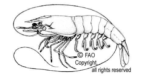 The distribution of white shrimp, Litopenaeus setiferus, and brown shrimp, Farfantepenaeus aztecus, is intermittent in Florida waters. White shrimp do not occur from about St.