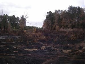 Outside of the immediate risk to adjacent farmlands, there was substantial benefit to fish and wildlife habitat on the site by burning significant amounts of scotch broom, blackberry and dissected by