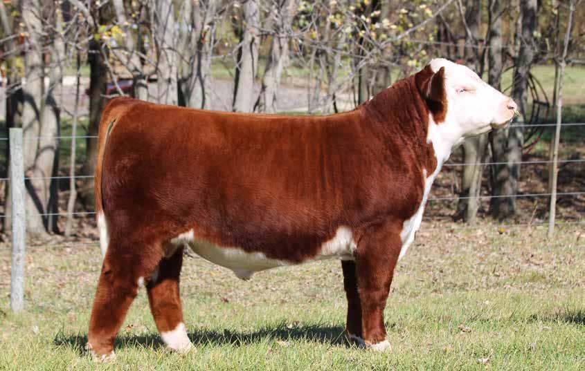 SHOWTIME FLASH 509 ET POLLED SNIPER PICTURED AS A CALF Registration #43622183 Horned Here is a bull that combines all the things we are striving for in the hereford breed.