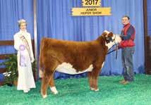 HEREFORD 2017 HOOSIER BEEF CONGRESS RES. DIVISION CHAMPION 2017 NAILE, JR. SHOW RES.