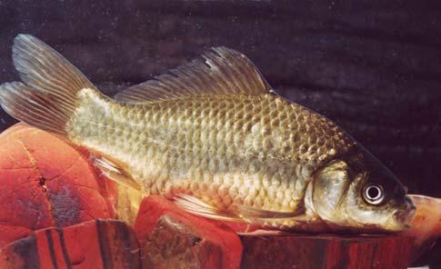 Introduced Fishes A total of 10 species of introduced freshwater fish are reported from Australia (Morgan et al. 2004).
