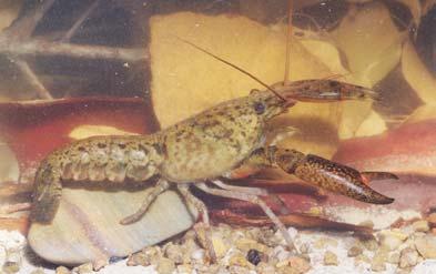 The freshwater crayfishes in the drainages of the Leschenault Inlet: Brunswick and Preston Rivers Freshwater Endemic Crayfishes Two species of freshwater crayfish were captured during this study, the