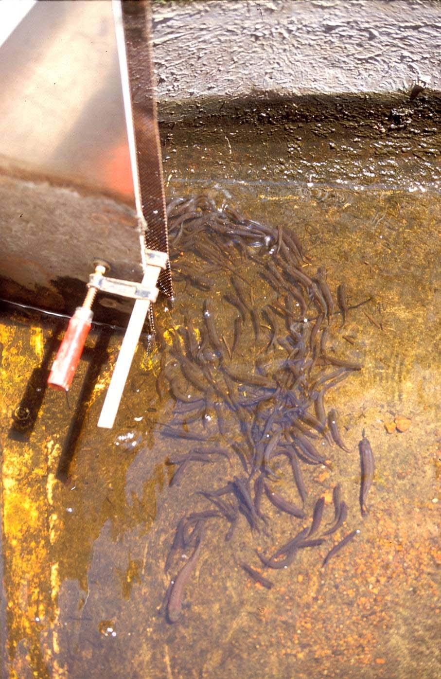 Plate 3 A large school of Galaxias truttaceus caught above a funnel trap set at the top of the Goodga River Fishway in November 23.