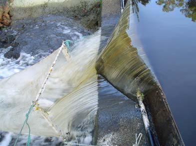 Plankton net set below the Goodga River Gauging Station to determine the extent to which fish moved downstream over the wall. During the spawning period (May) only three G.
