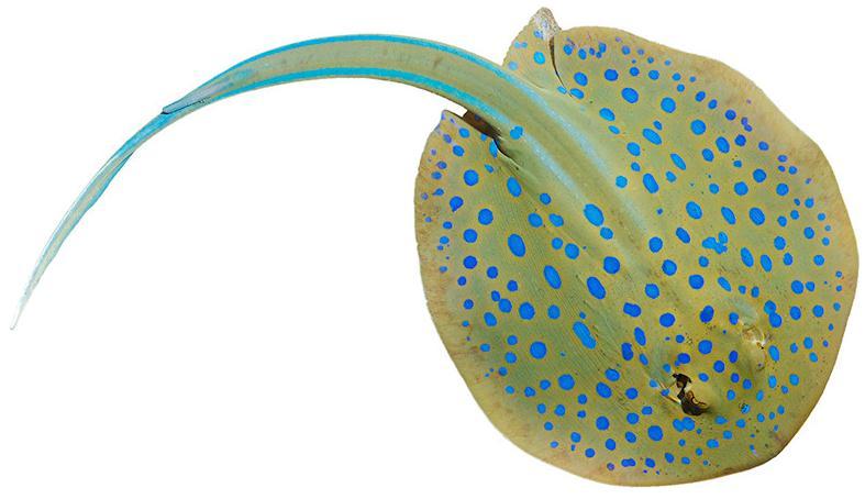 Dominant bycatch in gillnets Taeniura lymma / Ribbontail stingray / Ikan pari Can grow to 35cm Identified by numerous large bright spots on surface of oval elongated disc Two bright blue side-stripes