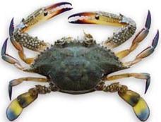 swimming crab / Rajungan