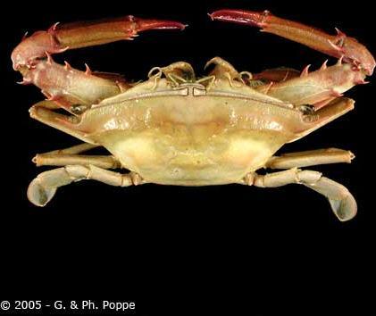 Podophthalmus vigil / Long-eyed swimming crab / Kepiting mata panjang Swimming crab, fourth pair of legs flattened into paddle-like structures, for swimming One long tooth on exterior margin of