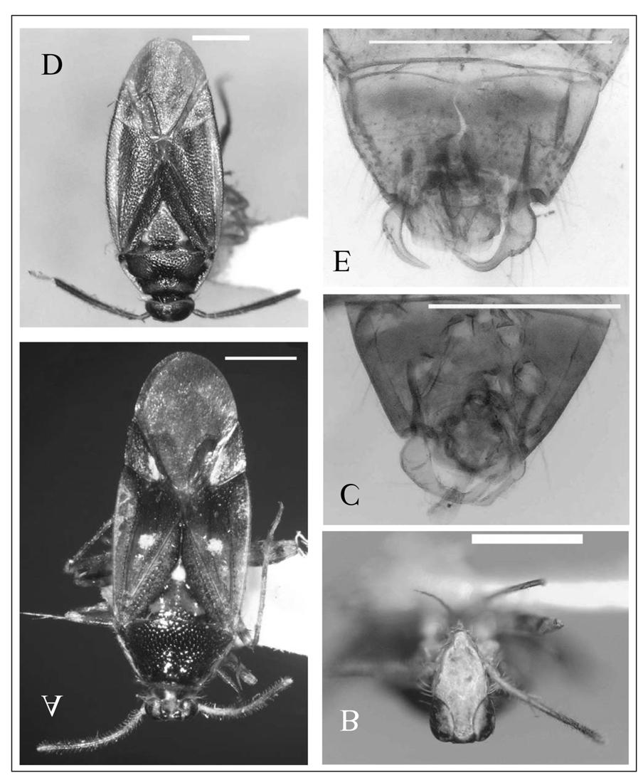 Fig. 1. A. Dorsal view of Astroscopometopus formosanus (Lin) comb. nov.; B. Frontal view of head of A. formosanus (Lin) comb. nov.; C. Genitalia of A.