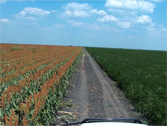 Turn rows between crops provide shooting lanes to remove feral