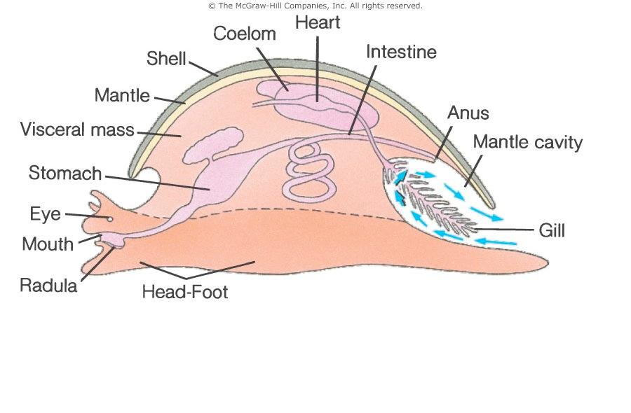 Mantle Attached to visceral mass and secretes the shell (if one is present) Mantle Cavity Space