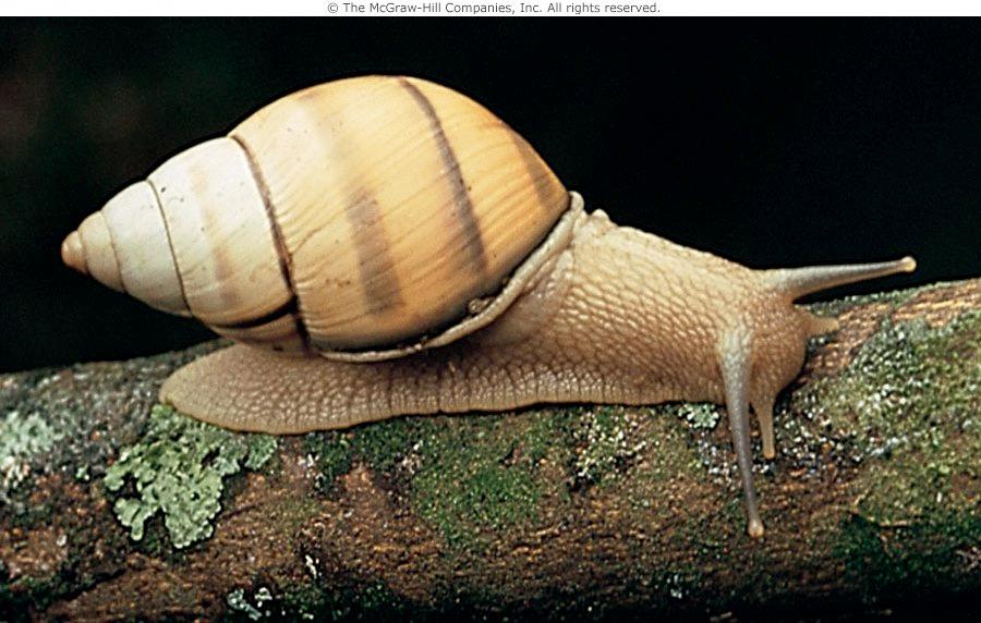 Class Gastropoda Slugs & snails Torsion - ability to turn the body 180 degrees.