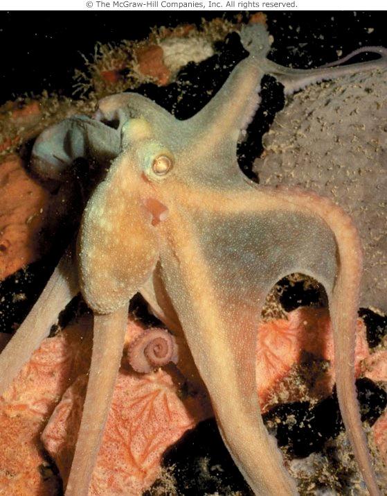 tentacles Have jaws and a radula that are beak shaped Octopi have salivary glands to inject venom Closed