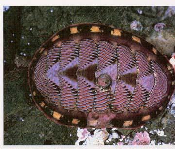 VI. Class Polyplacophora Also known as the chitins Have a reduced head, flattened foot, and a shell divided
