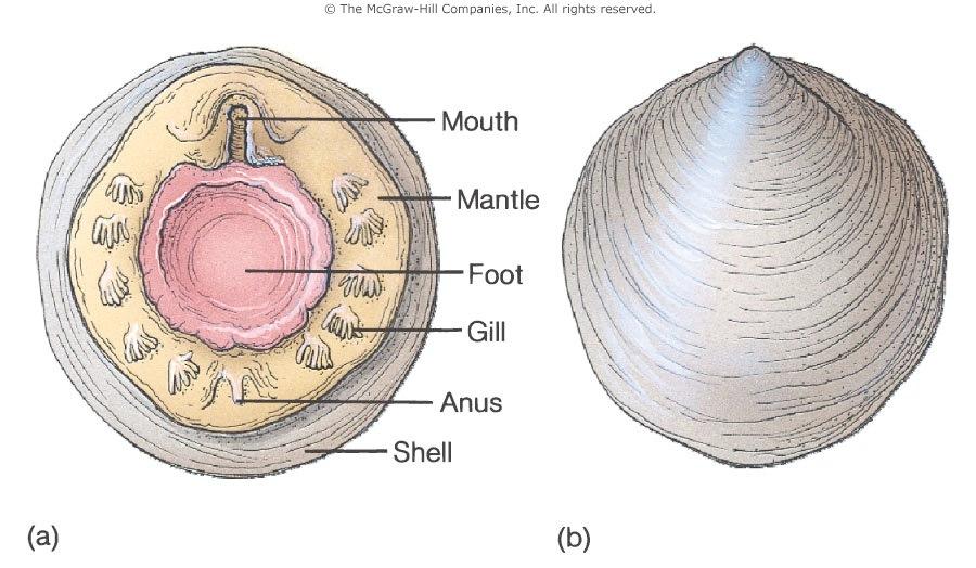 Class Monoplacophora Limpets Undivided, arched shell and flat foot Little is know about their embryology IX.