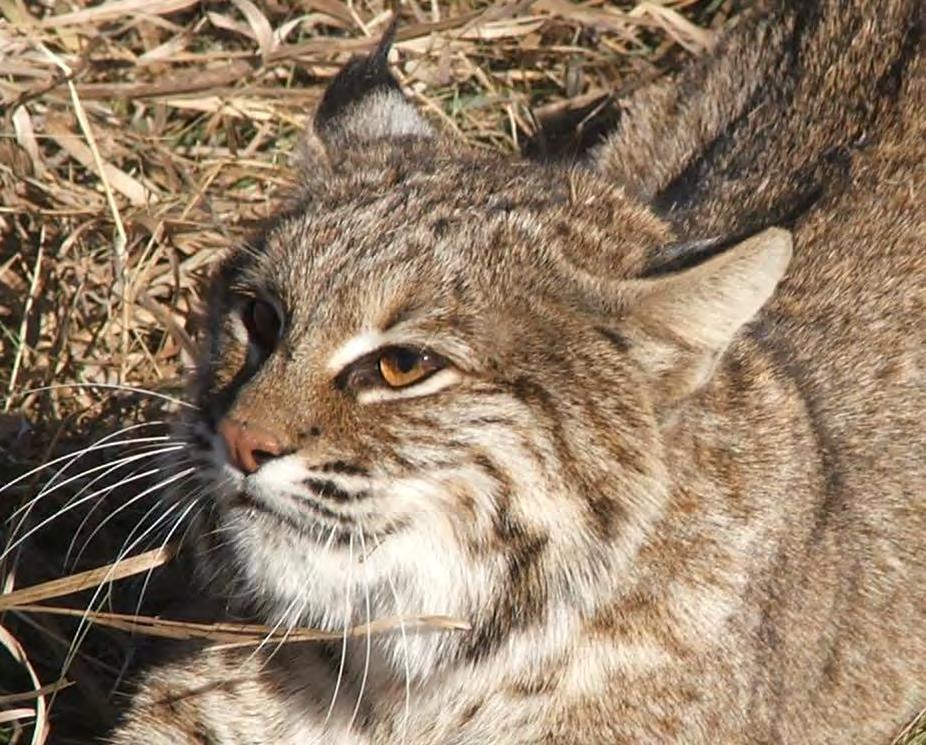 Bobcat Information Bobcat Record Card required to hunt or trap Lower jaw and harvest information must be