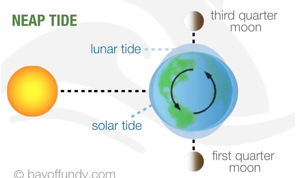 Tides Tides are regular changes in ocean water levels caused by the gravitational pull of the: moon Earth sun There are two high tides and low tides each day, with six hours separating each high tide
