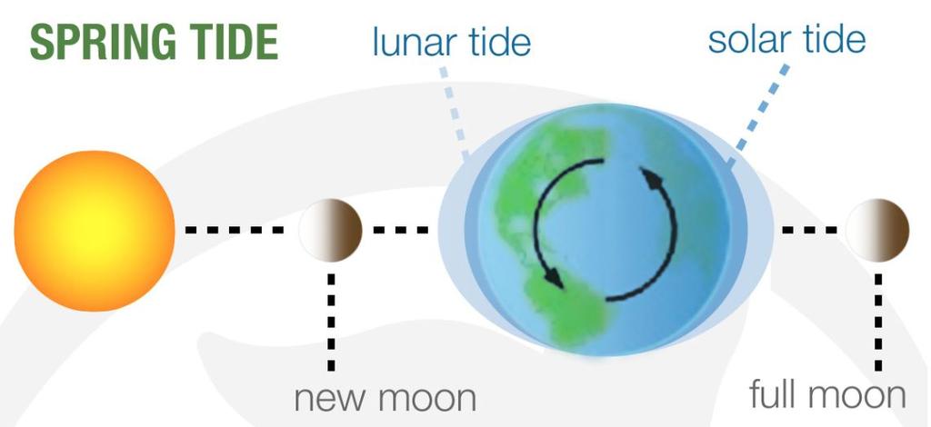 Though the gravitational pull of the Sun on Earth is much stronger than the gravitational pull of the moon, the moon s close proximity makes its tidal influence more than double the influence from