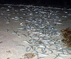 Grunion and the Tides Grunion Facts: Grunion are the only fish that come completely out