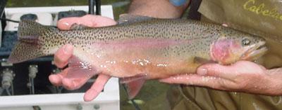 Fishery Management Strategy for Big Spring Creek Goal : To optimize brook trout Trout