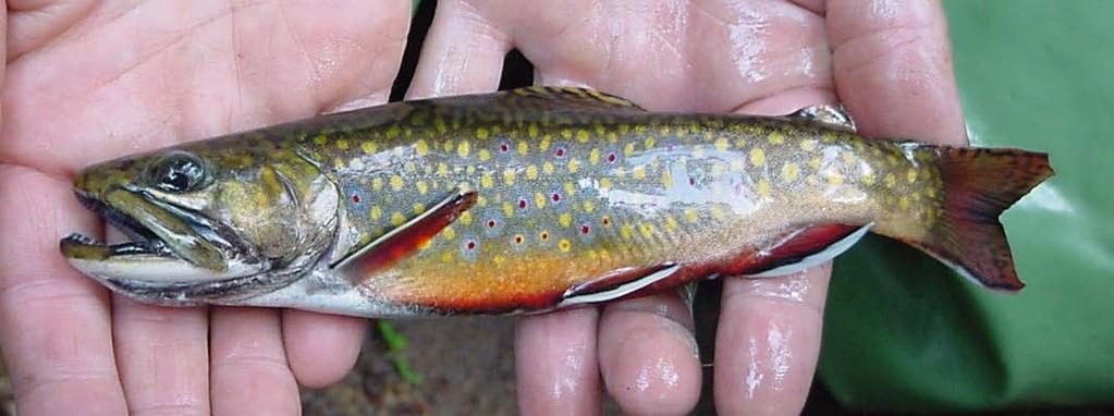 abundance Maximum of 30% other trout species combined By September 2017 Total Trout