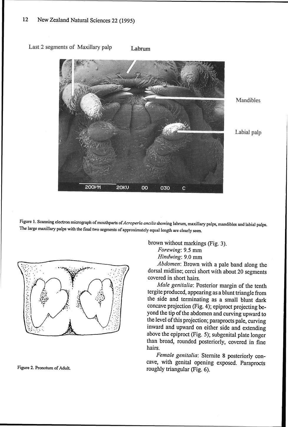 12 New Zealand Natural Sciences 22 (1995) Last 2 segments of Maxillary palp Labrum r Mandibles Labial palp Figure 1.