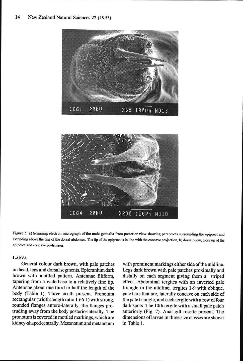 14 New Zealand Natural Sciences 22 (1995) Figure 5.