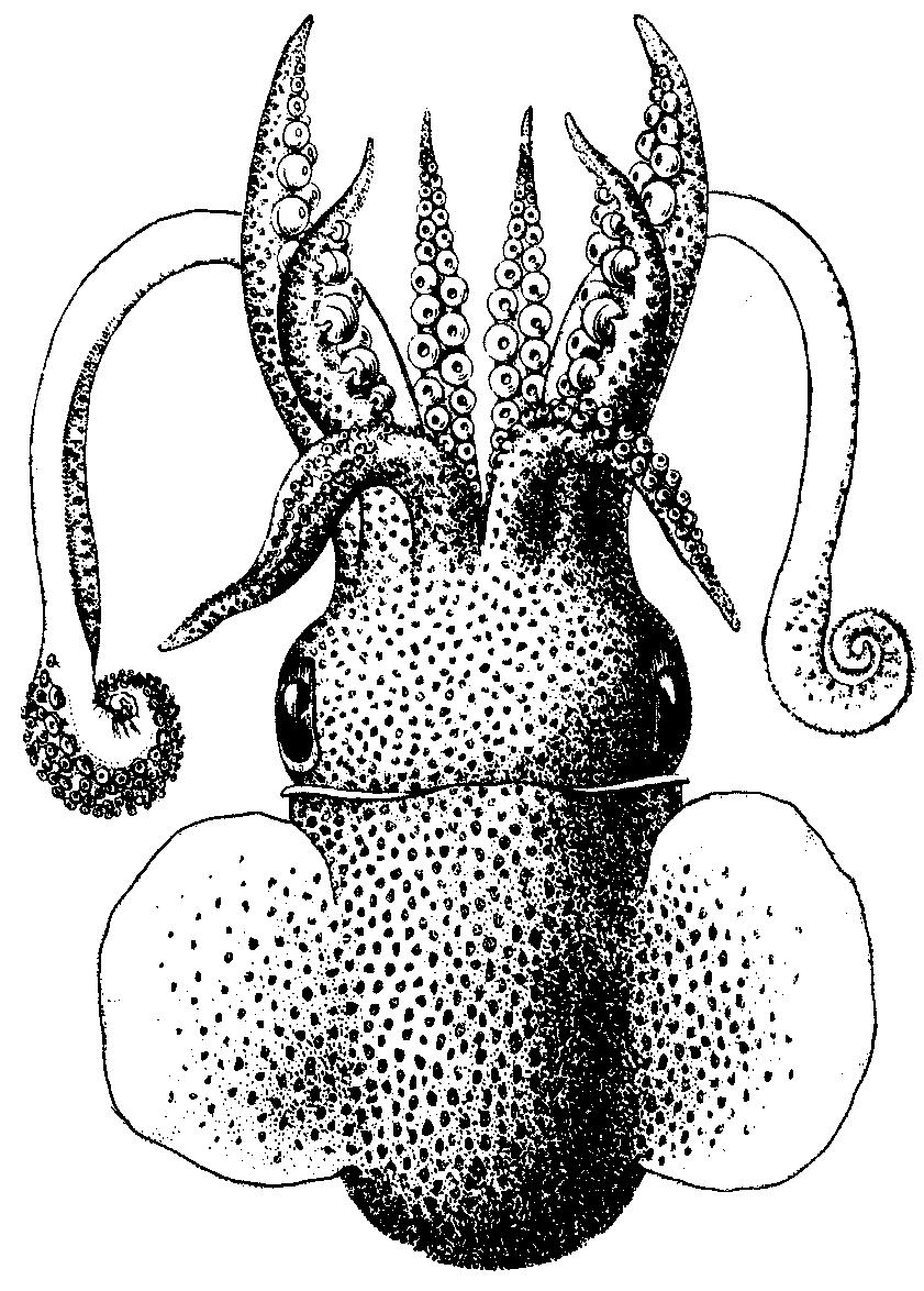 - 78 - Semirossia tenera (Verrill, 1880) SEPIOL Semir 2 Heteroteuthis tenera Verrill, 1880, Amer.J.Sci., 20(41):392. Synonymy : Rossia tenera (Verrill, 1880); Heteroteuthis tenera Verrill, 1880.