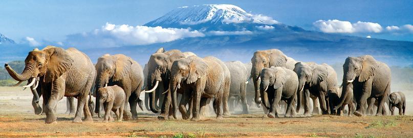 With view to Mt. Kilimanjaro, it offers a unique landscape with vast savannahs, wooded flood plains and the famous "red" elephants and is a great complement to Amboseli.