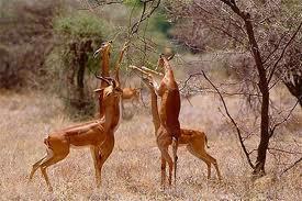 The Samburu region is the best place to find several endemic Northern species, including Gerenuk, the Reticulated Giraffe, and Grevy s Zebra.