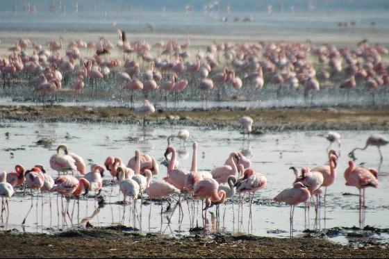 Lake Nakuru s claim to fame is anchored on its flamingo s and the over 400 species of birds found here. The lake itself is a soda lake on the floor of the rift valley.