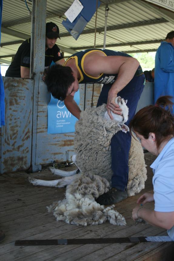 Lewis shearing,