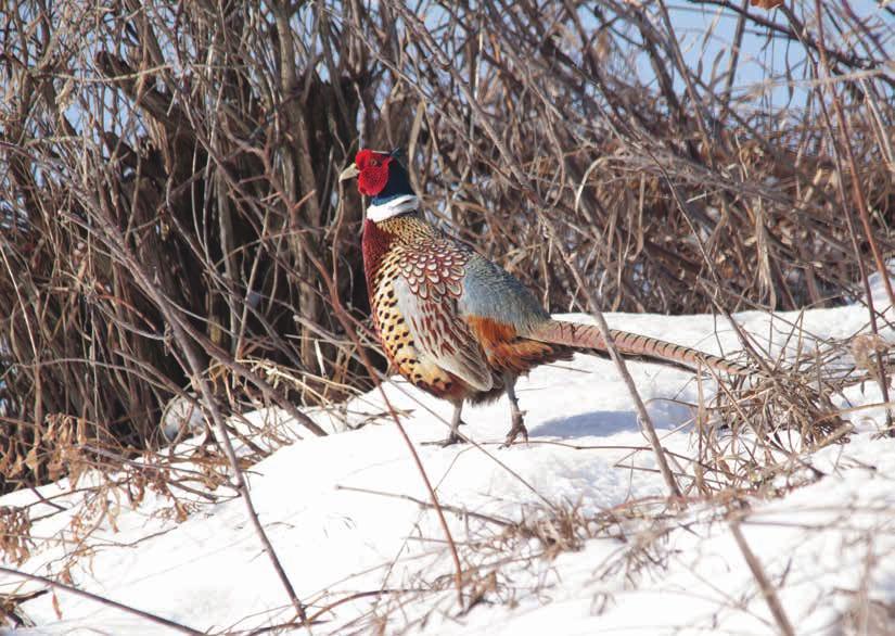 Large blocks of habitat increase reproductive success, which is the most important limiting factor for pheasant populations.